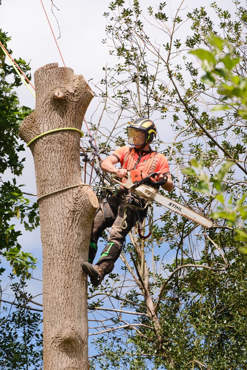 On-site tree surgery work