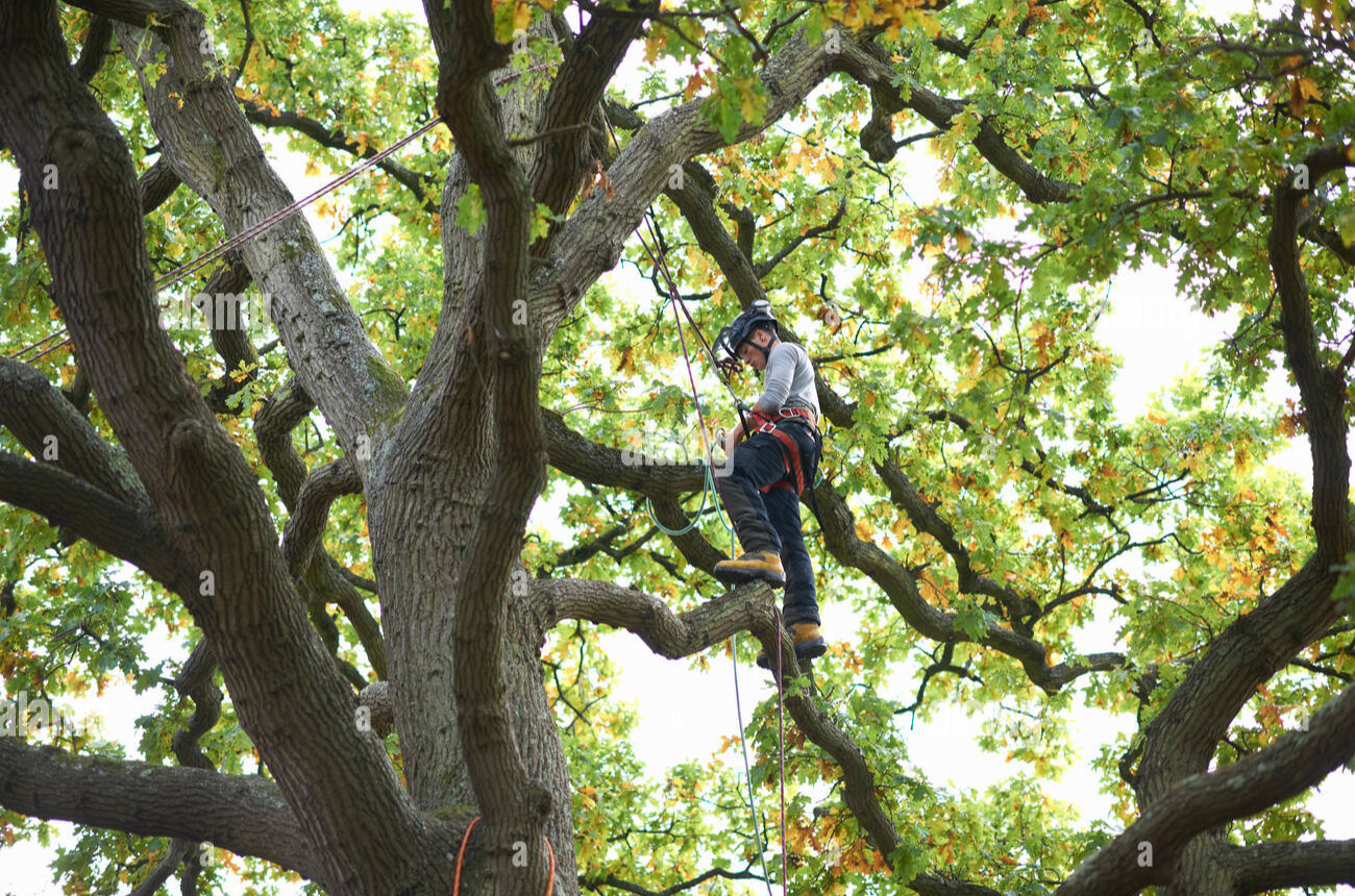 On-site tree surgery work