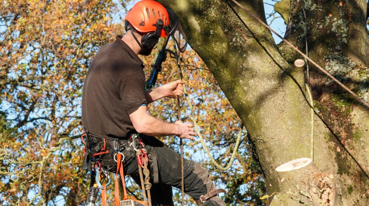 On-site tree surgery work